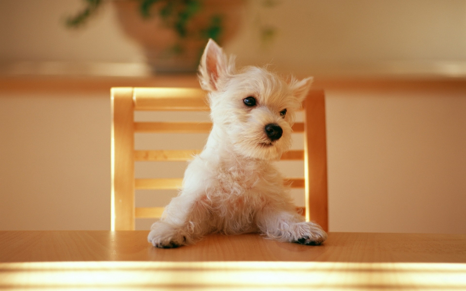 hund hund haustier niedlich hundespezialist welpe inländische säugetier drinnen sitzen tier porträt wenig