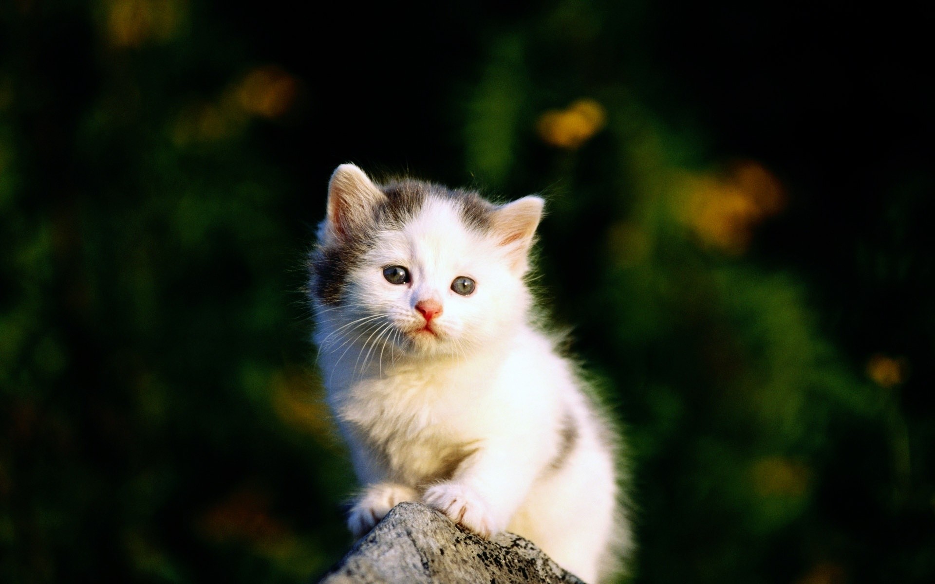 cats cat cute eye kitten animal little fur mammal nature pet portrait young funny looking