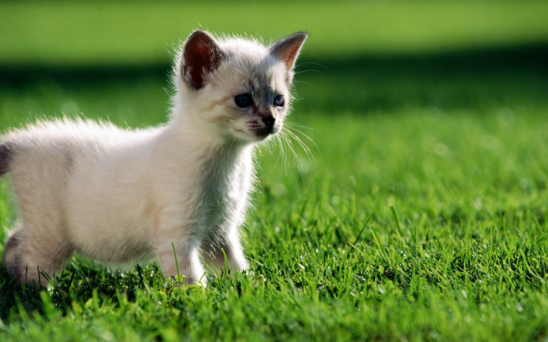 chat herbe animal mignon animal mammifère chat peu fourrure jeune domestique enfant portrait nature oeil chien adorable champ chaton foin