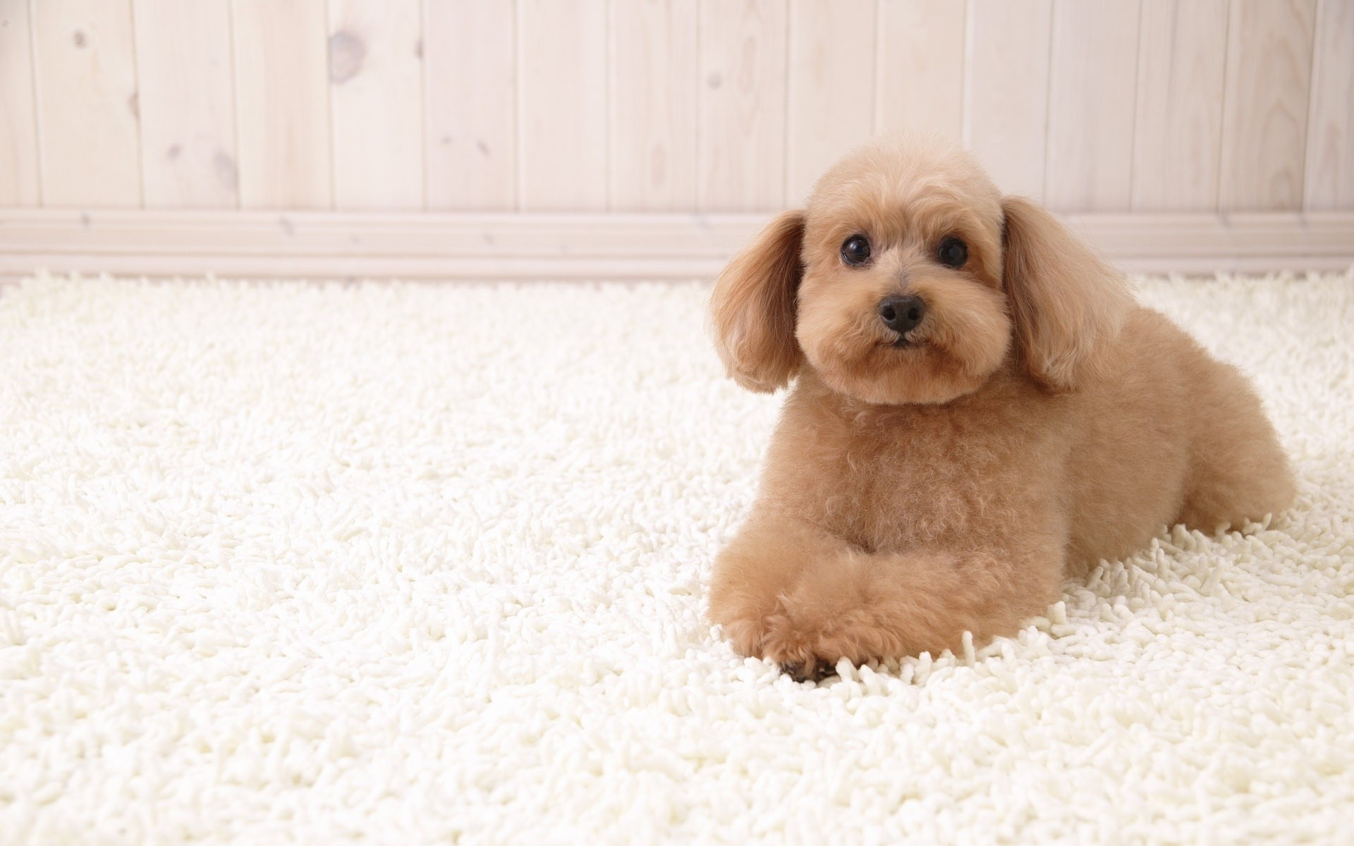 perros perro mamífero mascota lindo perro retrato cachorro pequeño animal pelaje doméstico solo estudio abajo raza