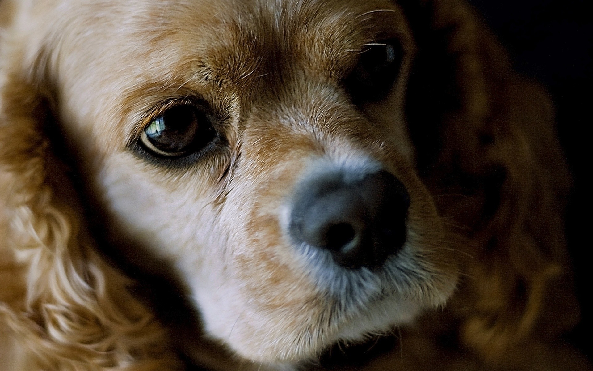 chien chien cynologue animal de compagnie chiot mammifère mignon animal portrait peu adorable domestique race pur-sang fourrure aperçu jeune chien pedigree oeil