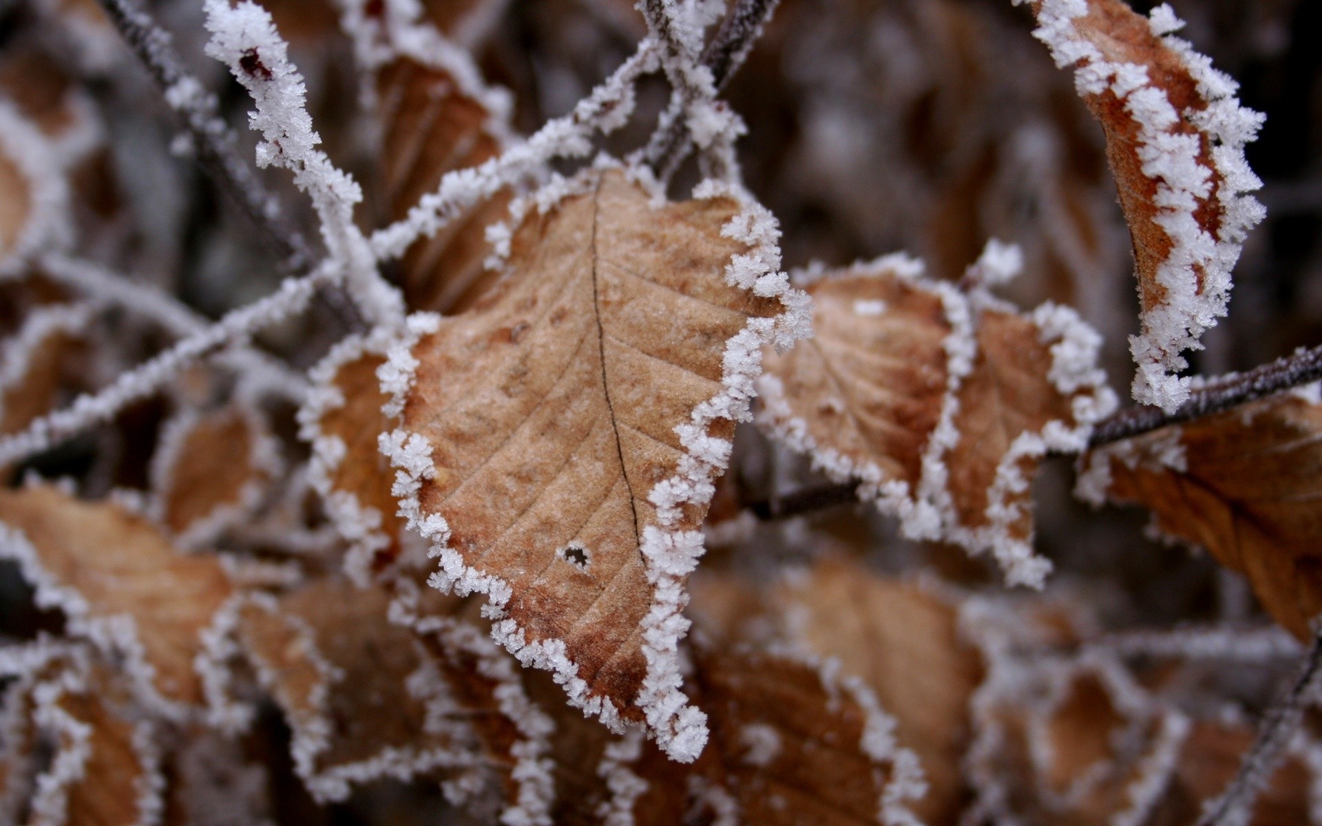 inverno gelo natura albero neve foglia congelato primo piano legno freddo texture desktop autunno astratto modello flora stagione natale vicino