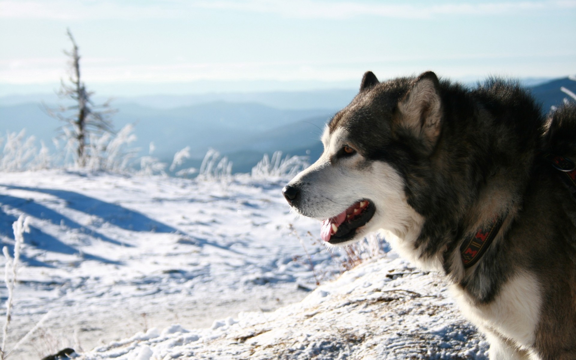 köpekler kış kar ayaz soğuk doğa açık havada buz memeli kızak