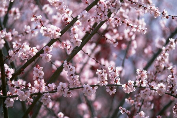 Cherry blossoms. Beautiful pink flowers