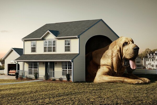 A huge dog in the house