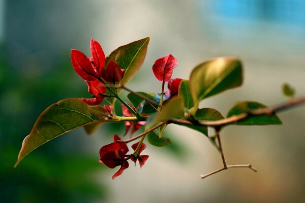 Tree branch with leaves and flowers