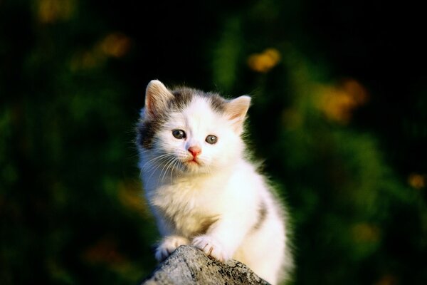 The baby cat is sitting on a pebble