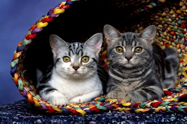 两个可爱的猫在一个篮子里