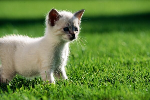 Lindo gato blanco en la hierba