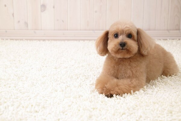 A poodle puppy is lying on a white carpet