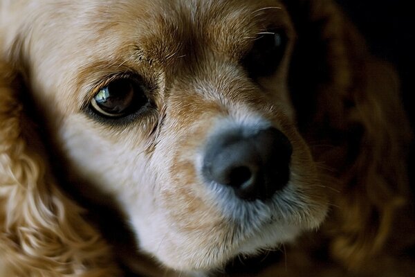 Filhote de cachorro com grandes olhos tristes