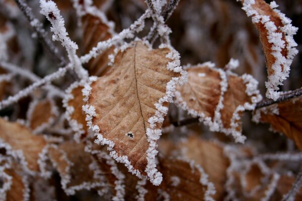 Frost auf getrockneten Herbstblättern