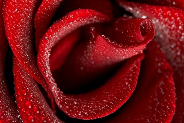 Macro photography of a scarlet rosebud with water drops