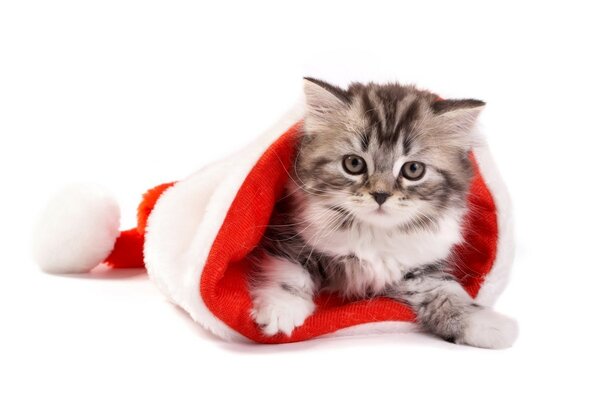 The New Year s cat lies in the hat of Santa Claus