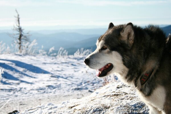 There are no frosts in winter for huskies