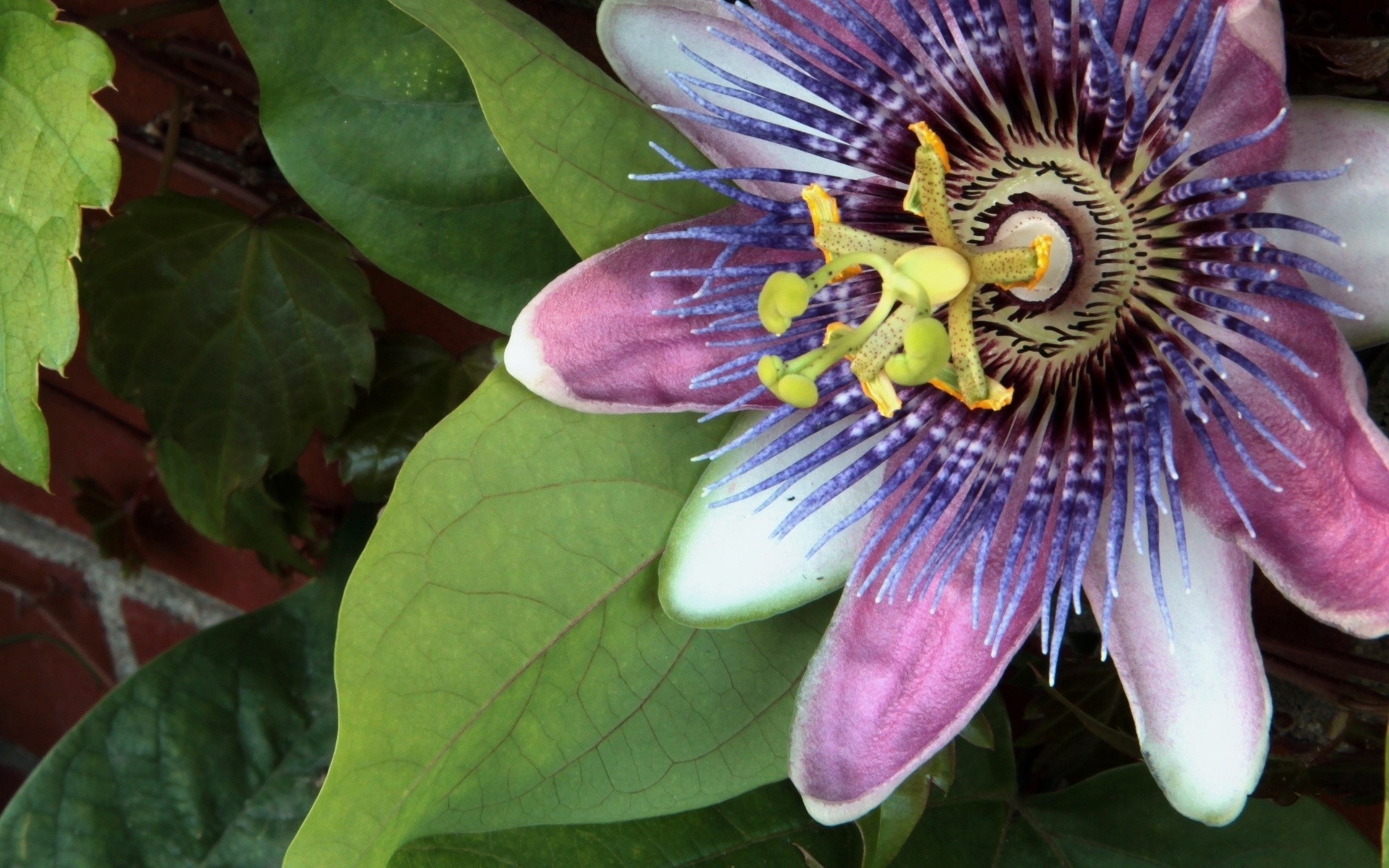 flowers nature flora garden close-up color flower summer leaf tropical beautiful