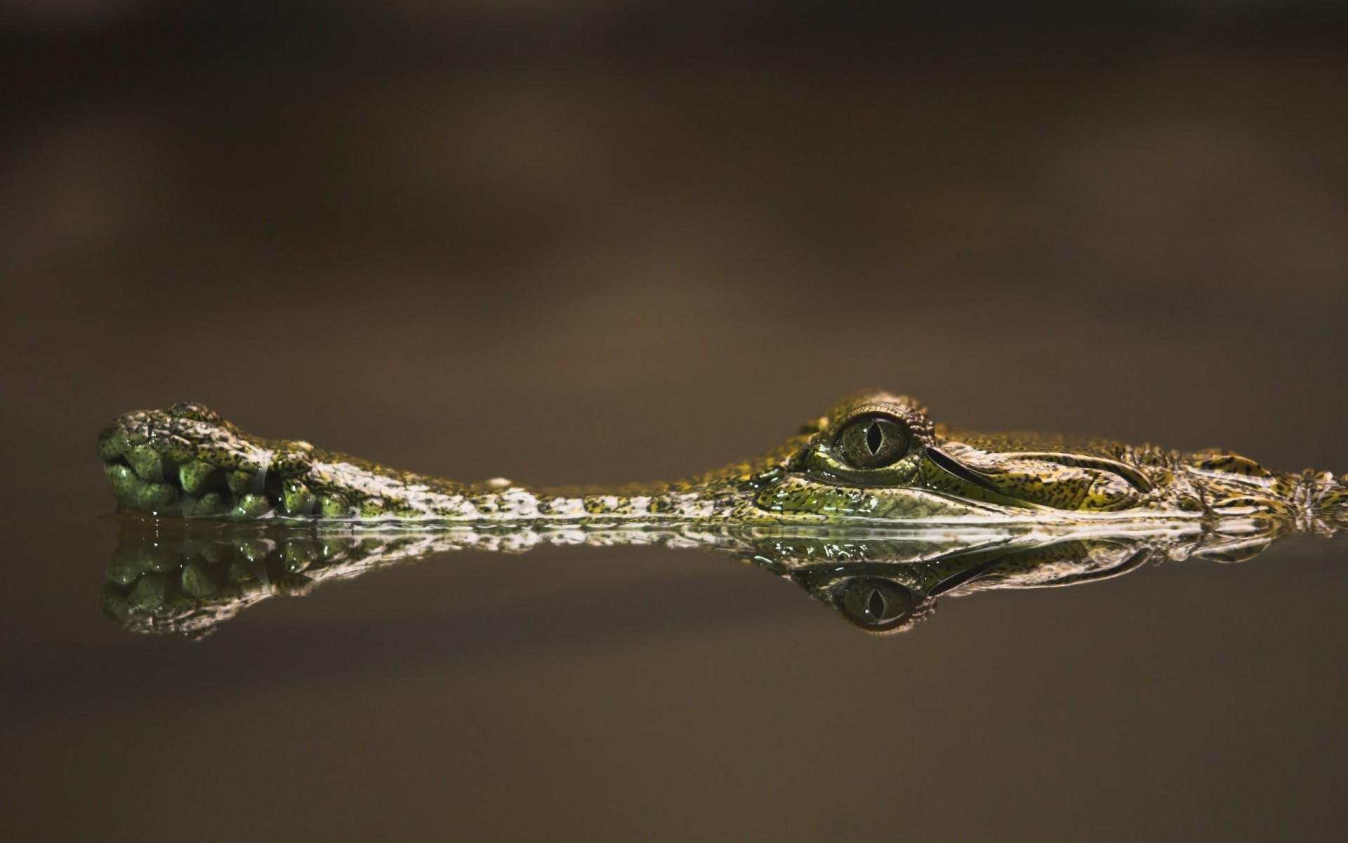 répteis e rãs natureza água vida selvagem ao ar livre anfíbios sapo um folha gadget vista lateral inseto animal luz do dia jacaré crocodilo