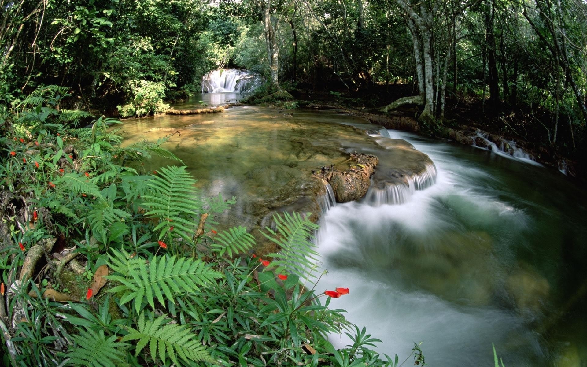 primavera acqua di legno natura flusso fiume foglia cascata albero ambiente esterno flusso parco creek lussureggiante paesaggio di estate di viaggio selvaggio fern