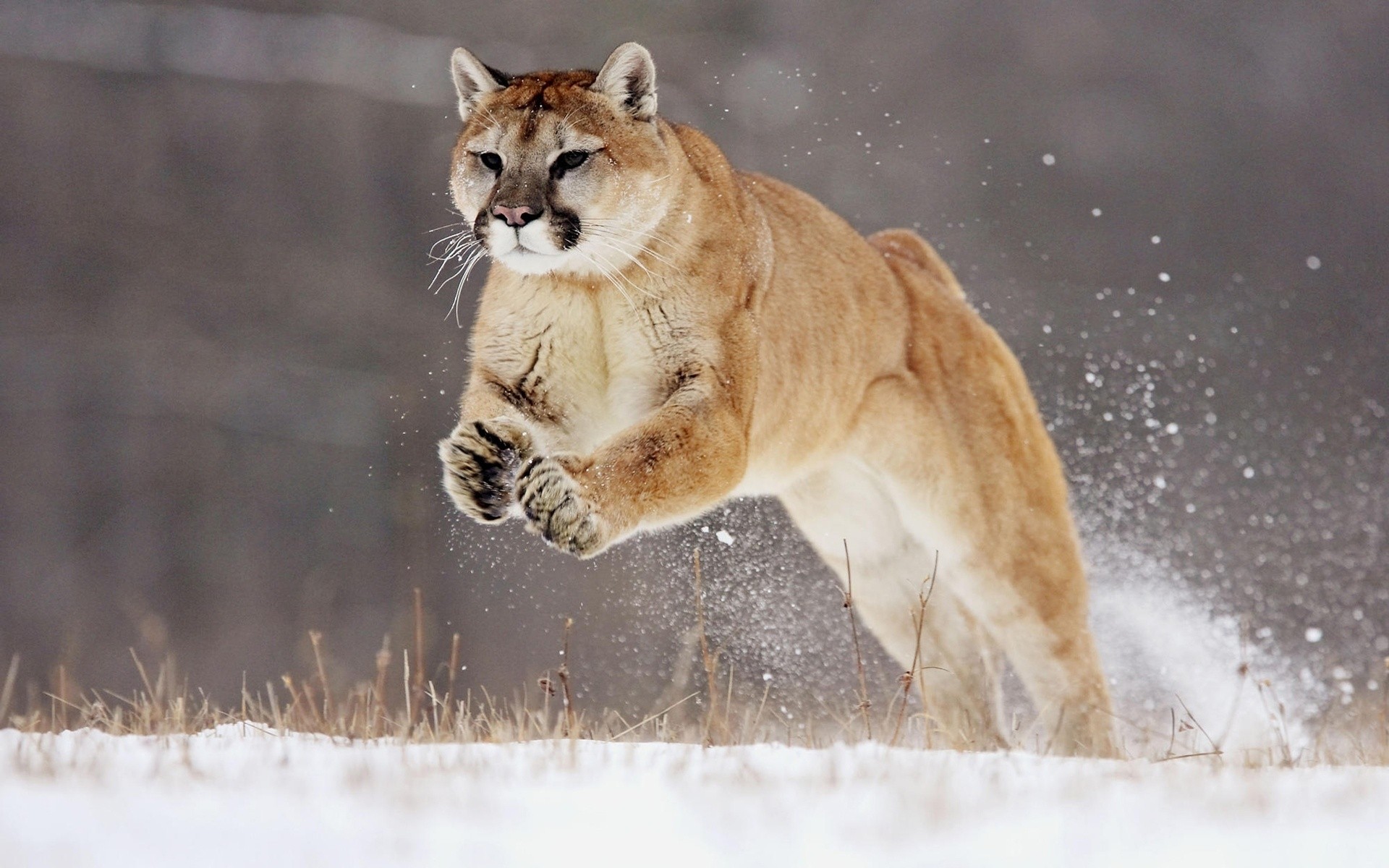 animals cat mammal wildlife snow winter nature outdoors animal predator portrait puma