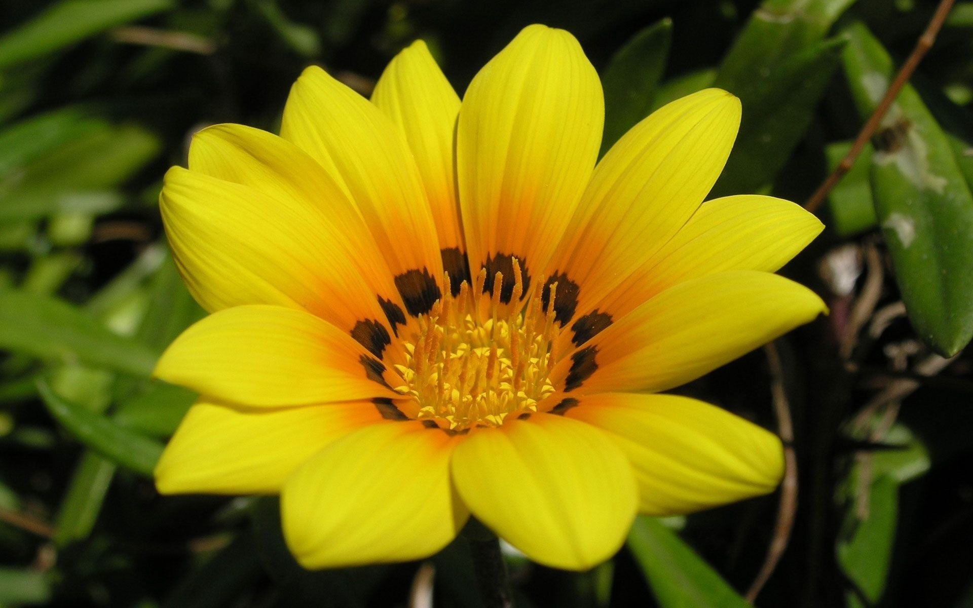 花 自然 花 植物 花园 夏天 花瓣 盛开 叶 颜色 花 明亮 生长 花粉