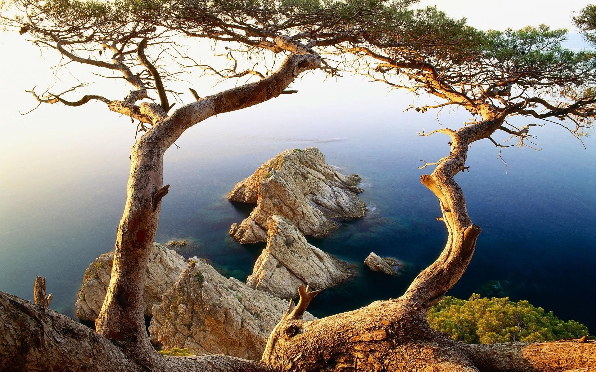 sahne ağaç doğa su manzara açık havada ahşap gökyüzü seyahat kök günbatımı ortamlar park şafak