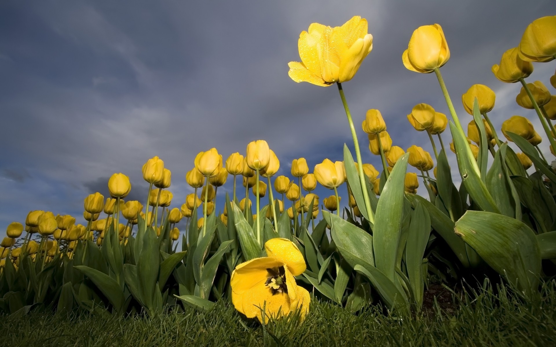 blumen blume natur tulpe flora garten blumen feld blatt ostern hell gras farbe jahreszeit sommer blütenblatt blühen gutes wetter im freien heuhaufen