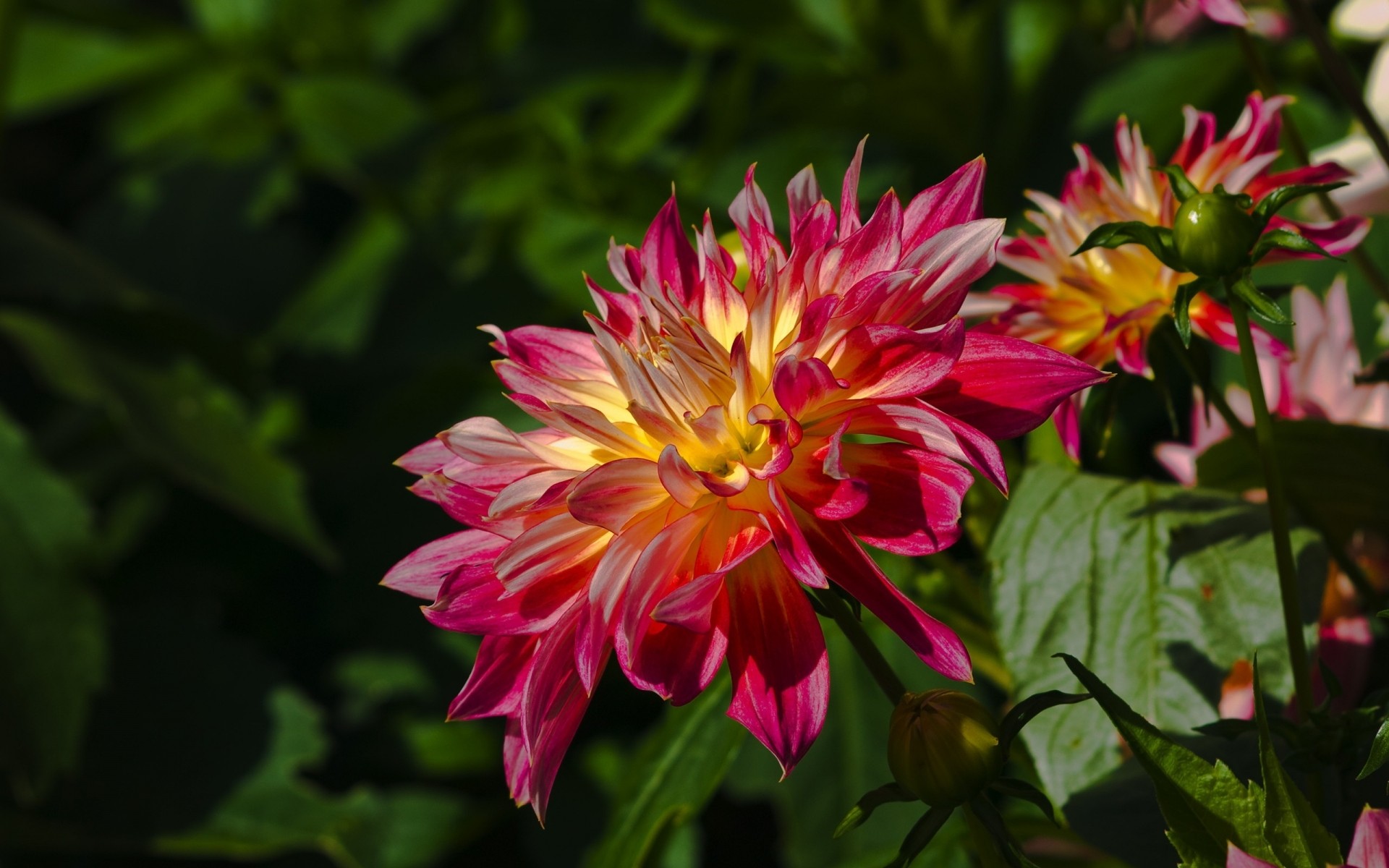 flowers nature flower garden flora summer leaf petal blooming color floral bright beautiful growth close-up season outdoors dahlia