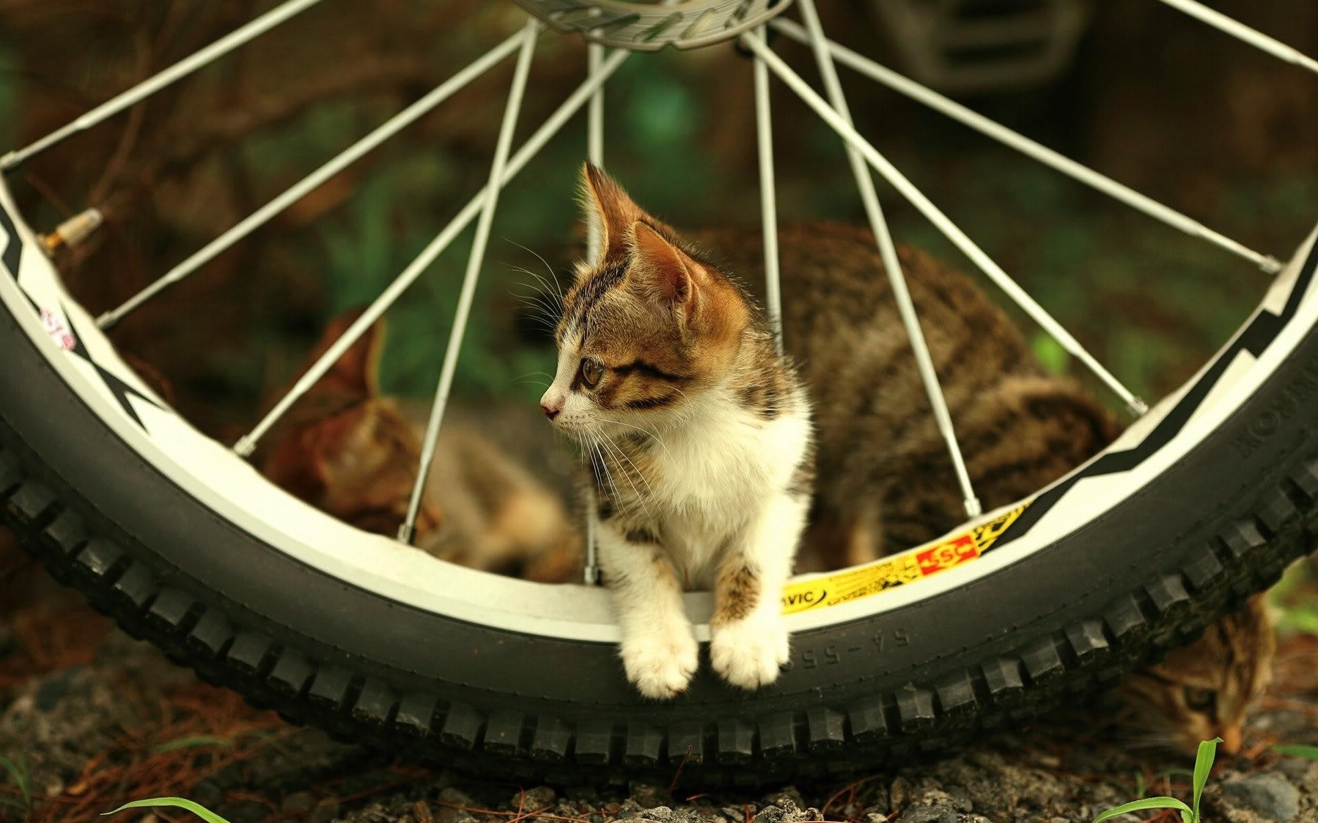 gatos fofa pequeno gato mamífero