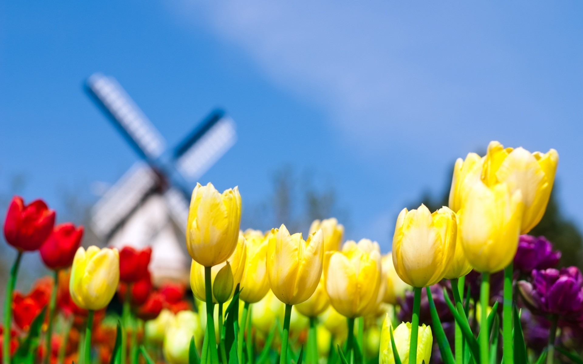 flores natureza páscoa tulipa flor verão brilhante folha jardim grama campo flora bom tempo crescimento ao ar livre