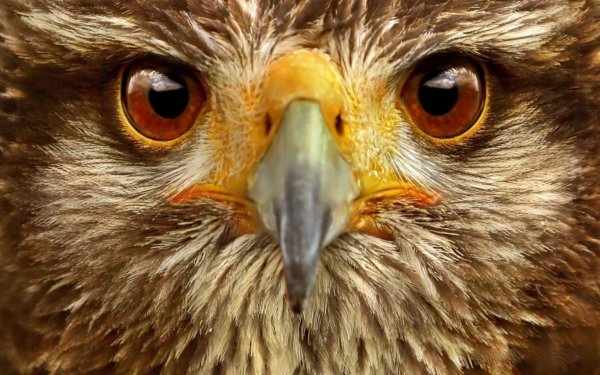 adler raptor beute vogel tierwelt hawk falkenjagd falke schnabel auge raubtier feder jäger natur tier luftfahrt raubtier wild