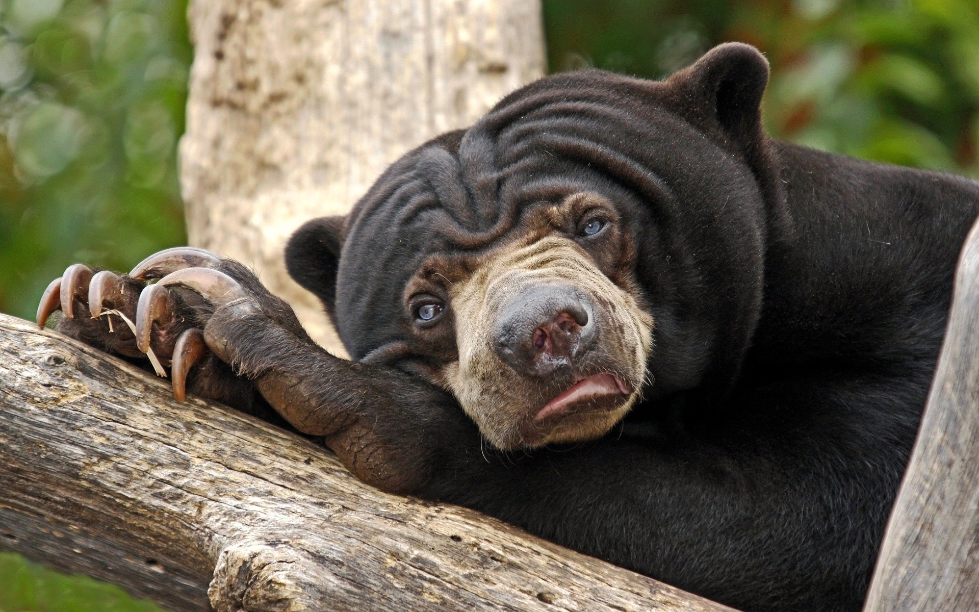 animais mamífero natureza animal vida selvagem jardim zoológico madeira fofa selvagem pele retrato urso