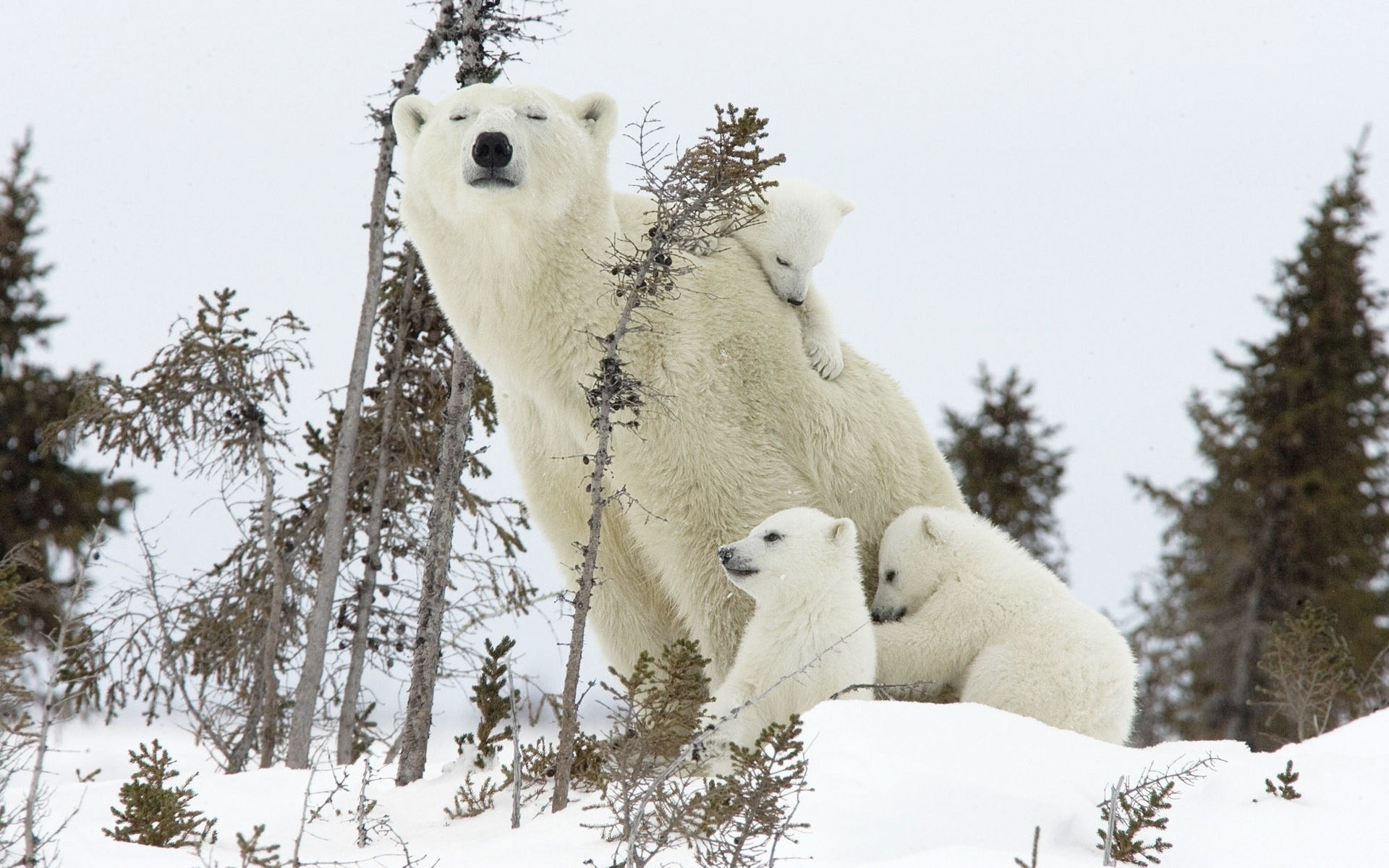 animali neve inverno all aperto freddo natura albero gelido gelo mammifero orso polare orso