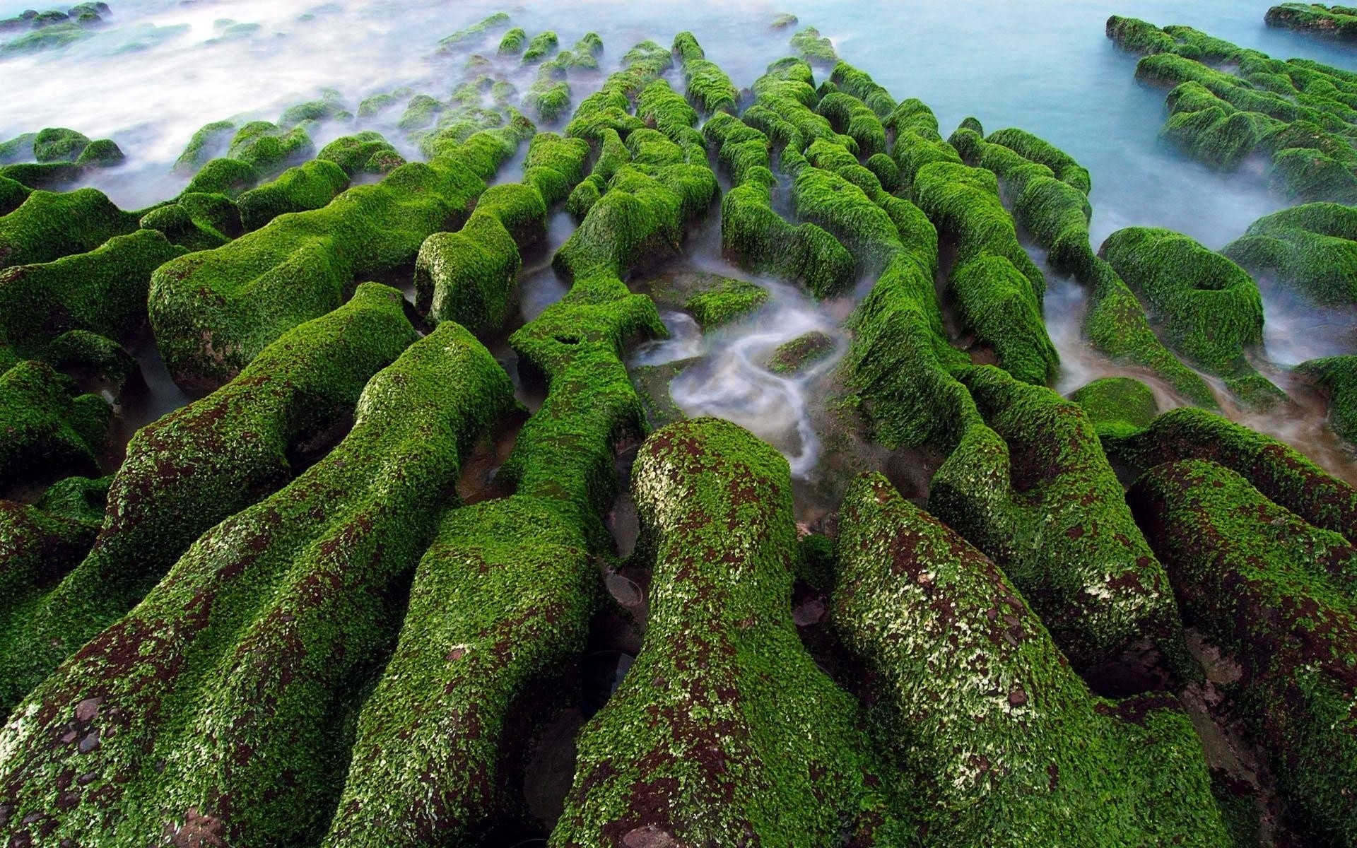 landscapes nature moss water flora landscape leaf outdoors tree summer desktop wood rock