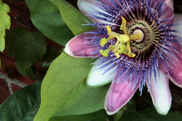 Flor roxa da primavera