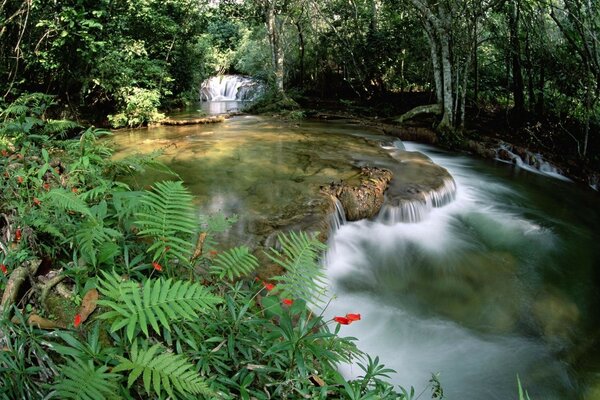 The flow of water against the background of virgin nature