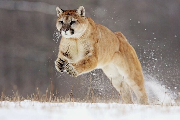 Wildkatze auf schneebedeckten Weiten