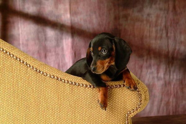 Der Hund hält die Pose wie auf einem Porträt