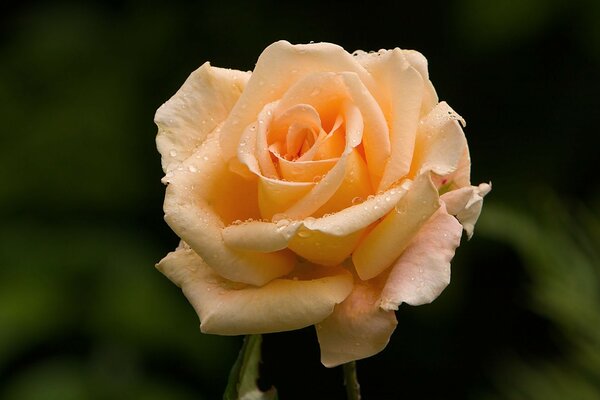 A charming rose flower with dew drops