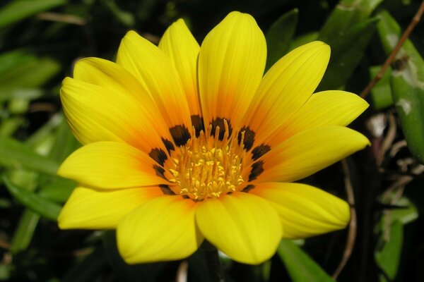 Makro gelbe Blume im Grünen