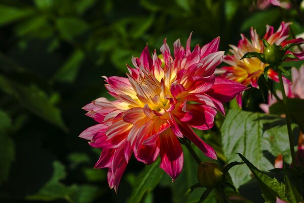 Flor rosa en el Jardín