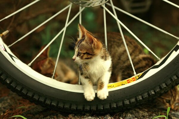 Cute kitten sitting in a bicycle wheel