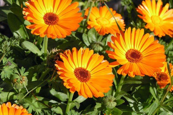 Schöne Gerbera. Die Farbbänder der Natur