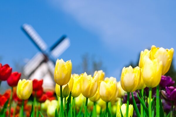 Belles tulipes multicolores dans la nature