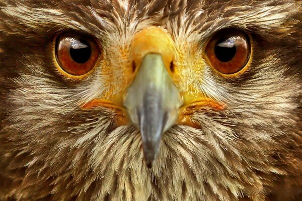 Eagle close-up face