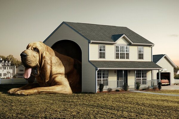 Un perro arrastra una casa