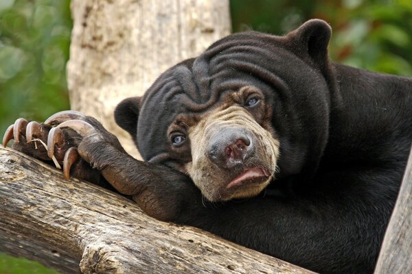 Animal sauvage sur un arbre avec des griffes