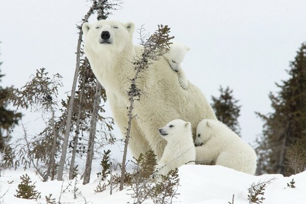 Ours polaire heureux famille