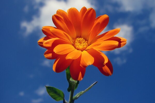 Orange Blume auf Himmelshintergrund