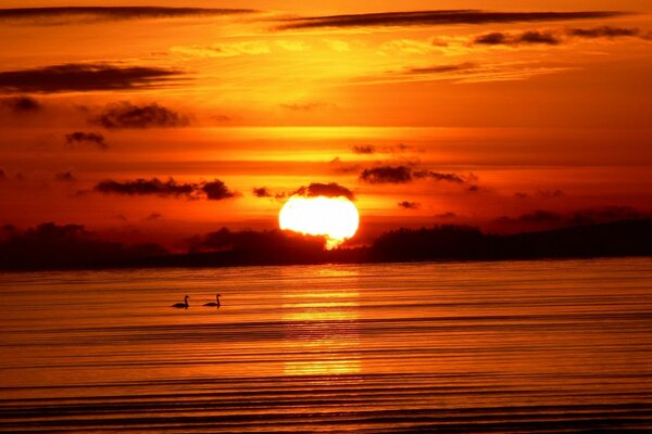 Dois cisnes em um belo pôr do sol