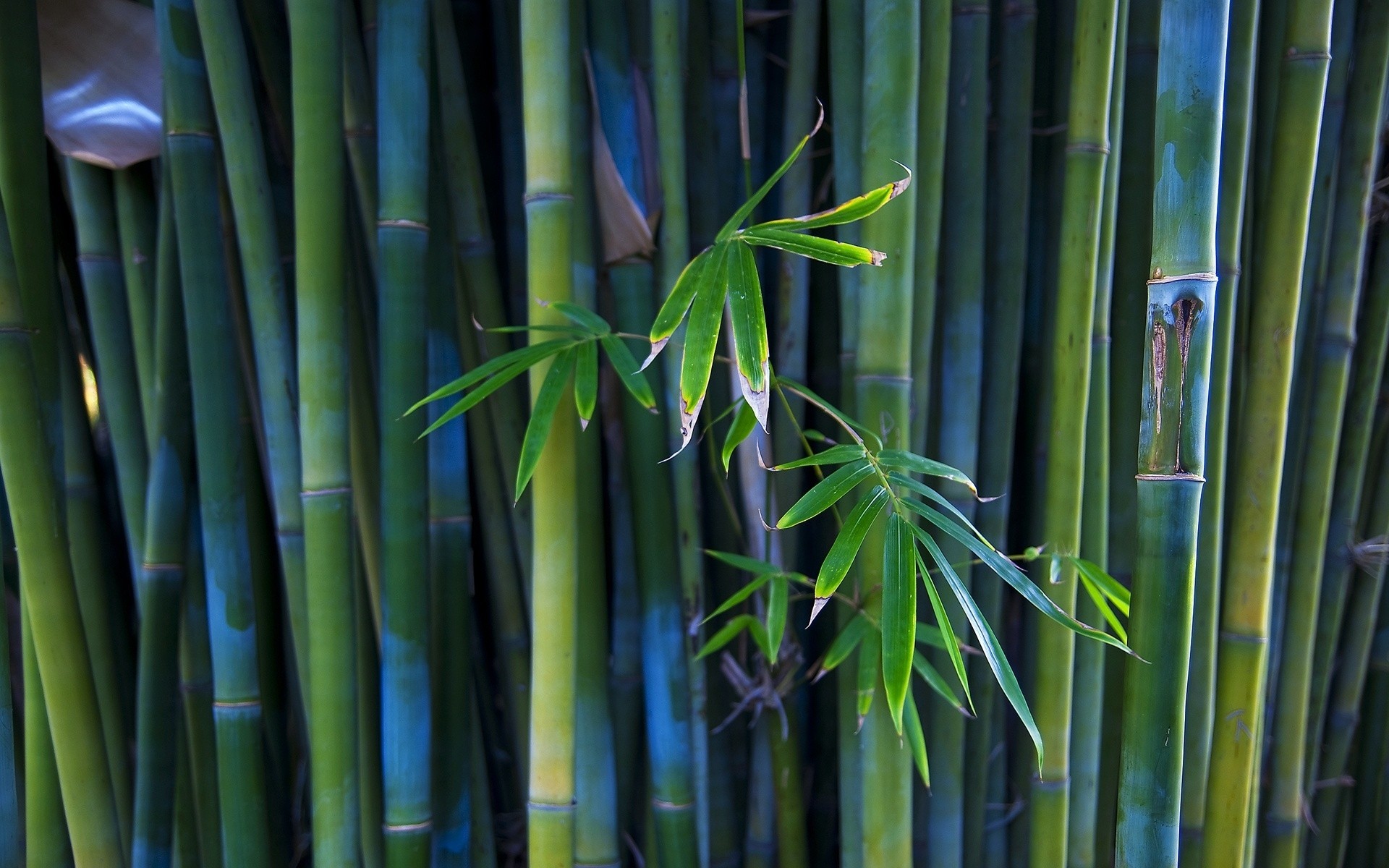 plantas bambú hoja crecimiento flora naturaleza jardín zen tropical exuberante luzga medio ambiente verano árbol frescura botánico escritorio color selva al aire libre